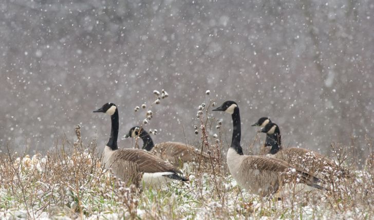 Five Canadian geese in a snow storm.