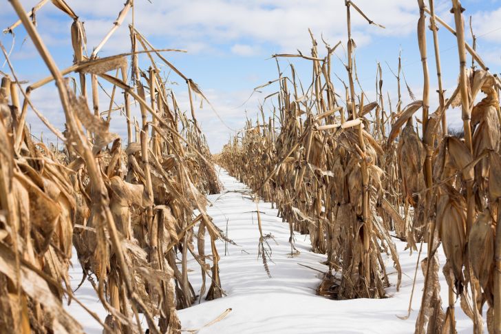 Brown stalks of corn in the snow.