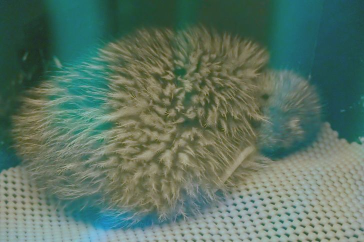 Photo of an Okarito kiwi at a rearing facility at West Coast Wildlife Centre in Franz Josef, New Zealand.