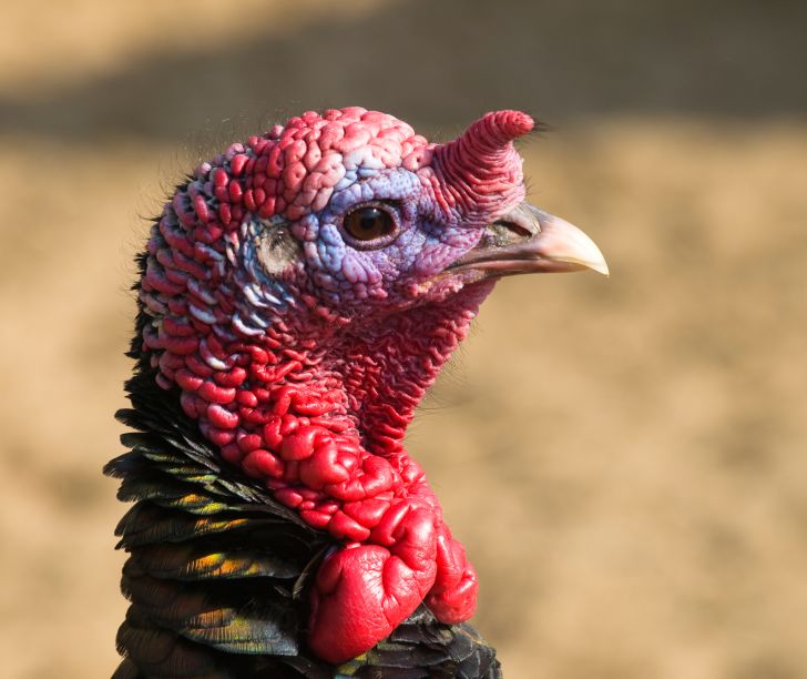 Close up of wild turkey's head