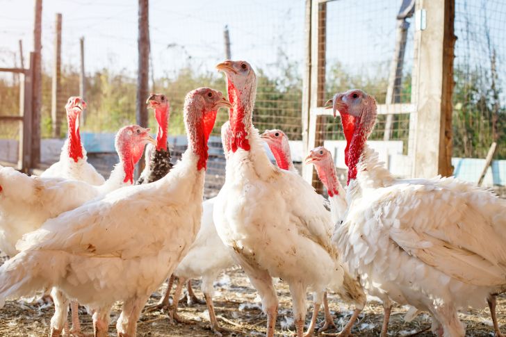 Domesticated turkeys on a farm