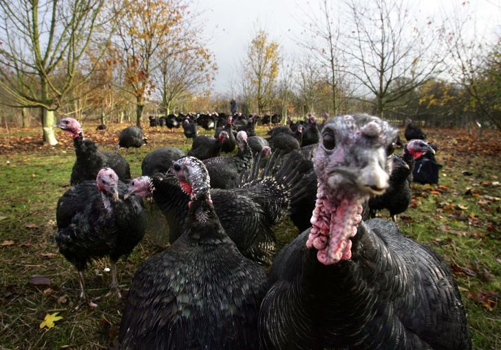 A flock of turkeys on a farm with one staring directly into the camera.