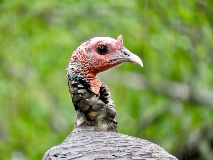 Close up shot of a wild turkey