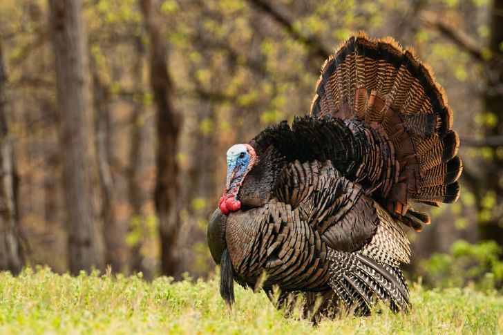Wild turkey