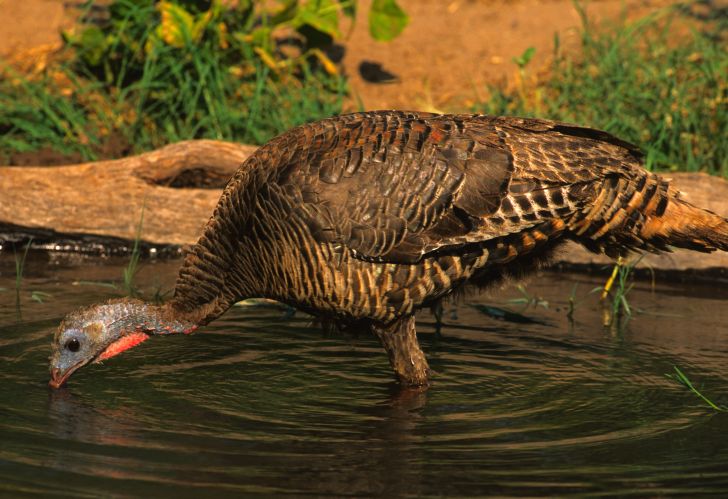Wild turkey drinking water