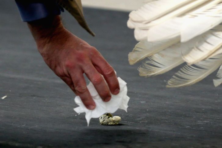 A handler picking up turkey poop at the White House Turkey Pardon in 2013.