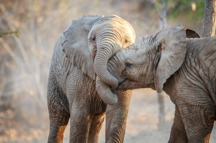 Elephants