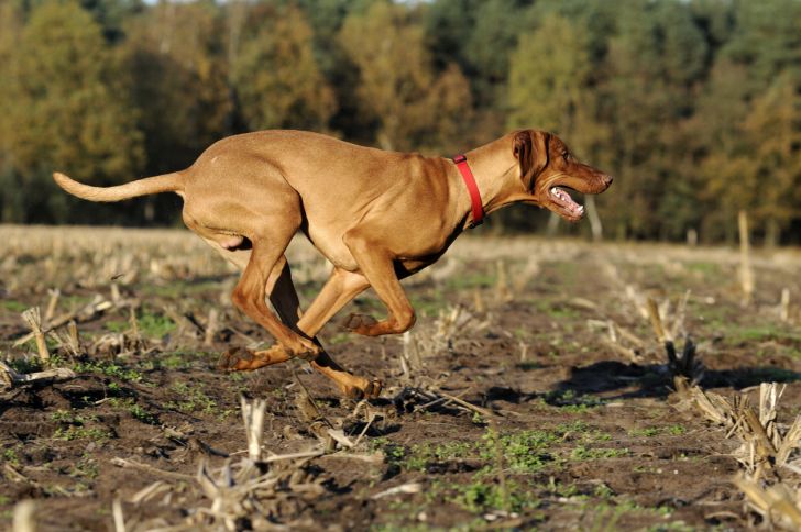 Bloodhound