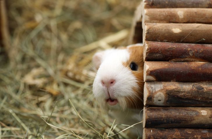 Guinea pigs