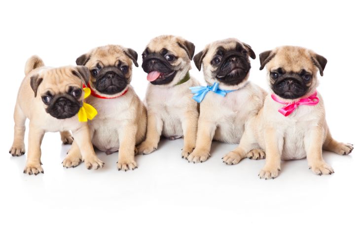 Grumble of pugs