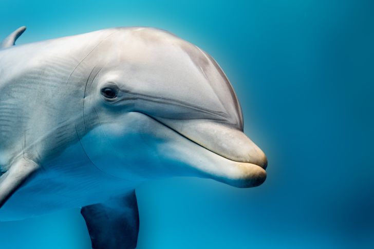 Dolphin