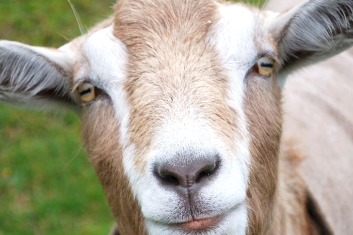 Goat eyes