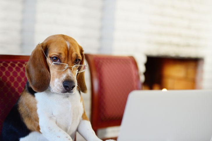 Smart dog