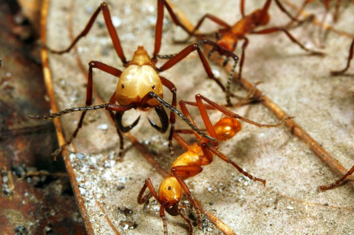 Army ants