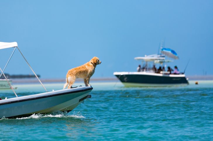 Captain dog