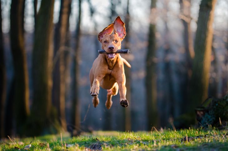 A dog running with a stick in its mouth; all four feet are off the ground.