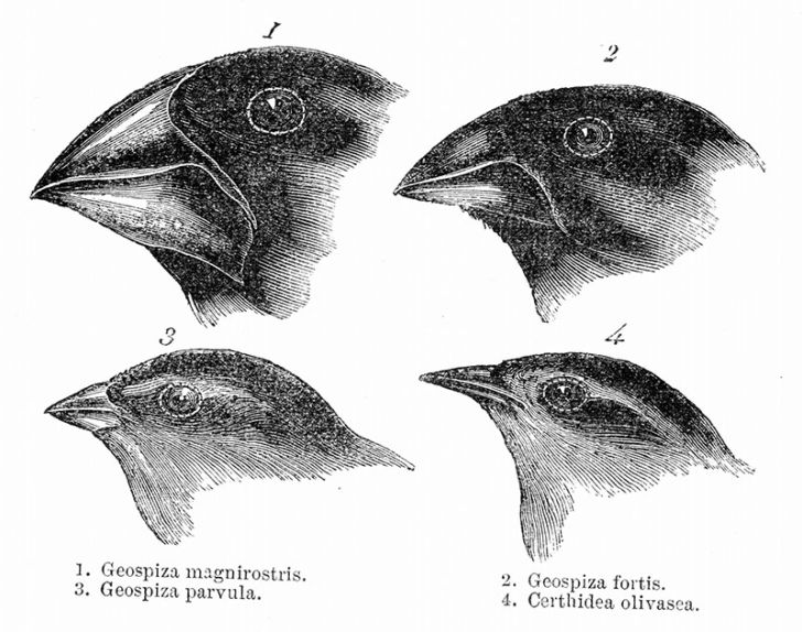 610411_Getty_92821977.jpg Finches sketched by Charles Darwin