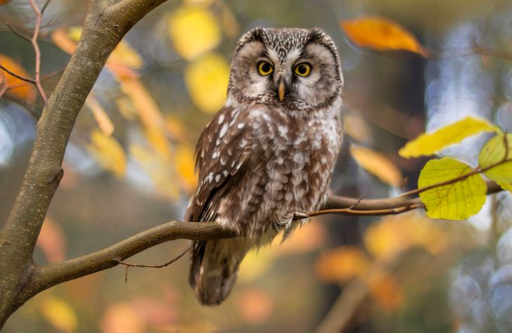 A photo of a brown owl perched on a branch. A photo of a brown owl perched on a branch.