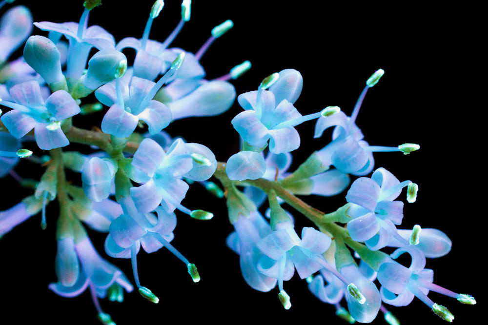 Photographer Captures the Fluorescence of Flowers Under Ultraviolet