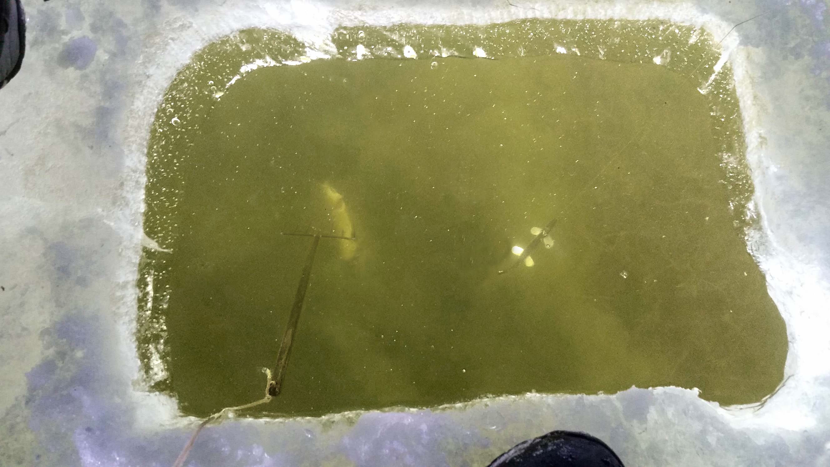 Underwater view of a northern pike freshly speared, still visible through the ice hole.