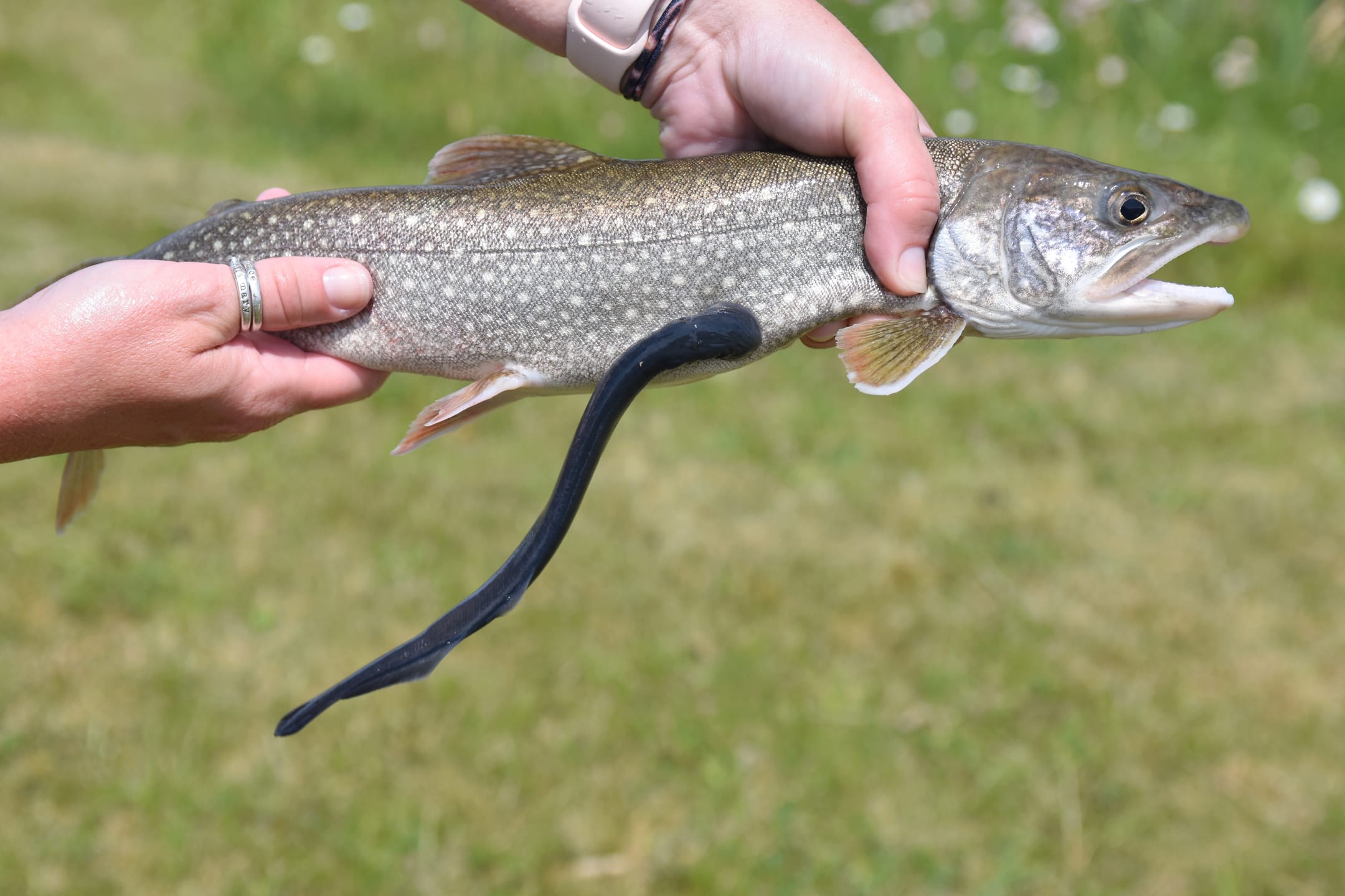 The Fish Thief. A sea lamprey sucking the life out of a lake trout.