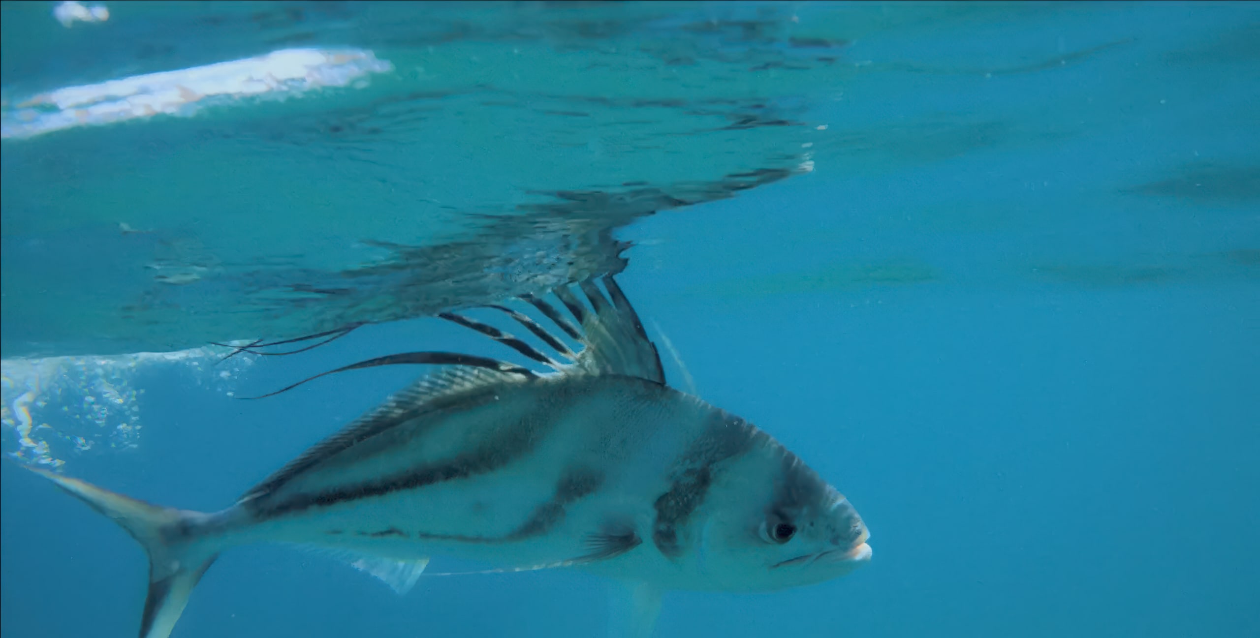 A large roosterfish being released in clear blue water on Baja for the film Bitter Water.
