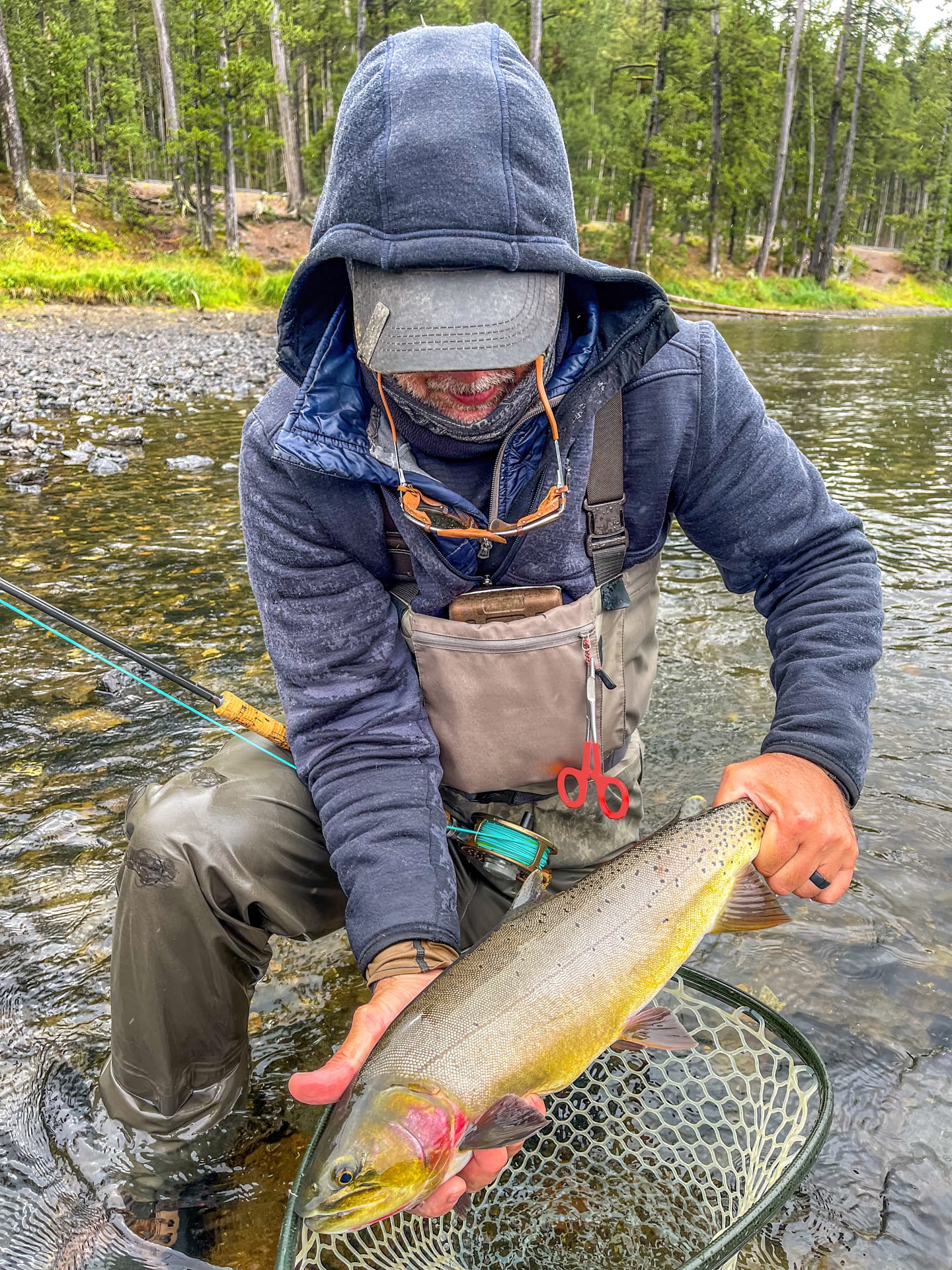 A fly angler admiring a big Yellowstone Cutthroat trout, he landed using good technique.
