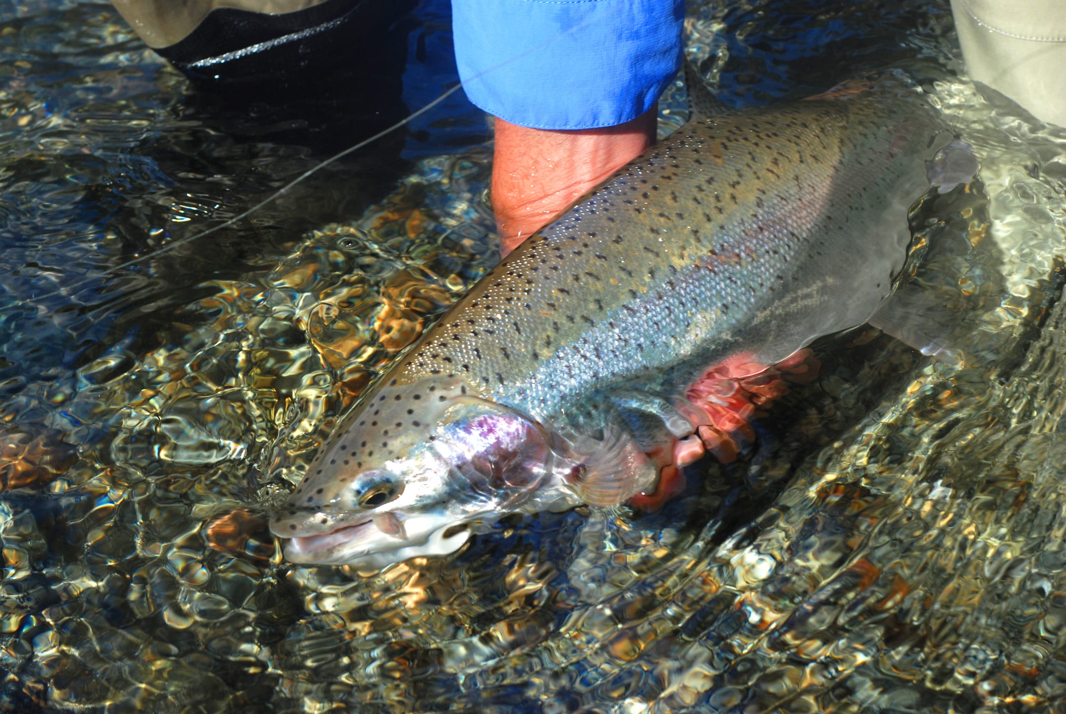 A fly angler learns how to fly fish and releases a big rainbow trout. 