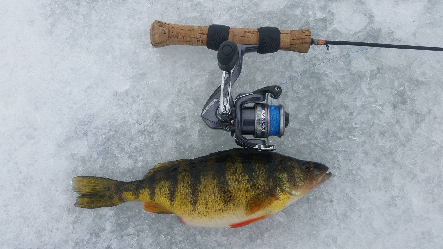 cajun assassination fishing lure Luck E Strike