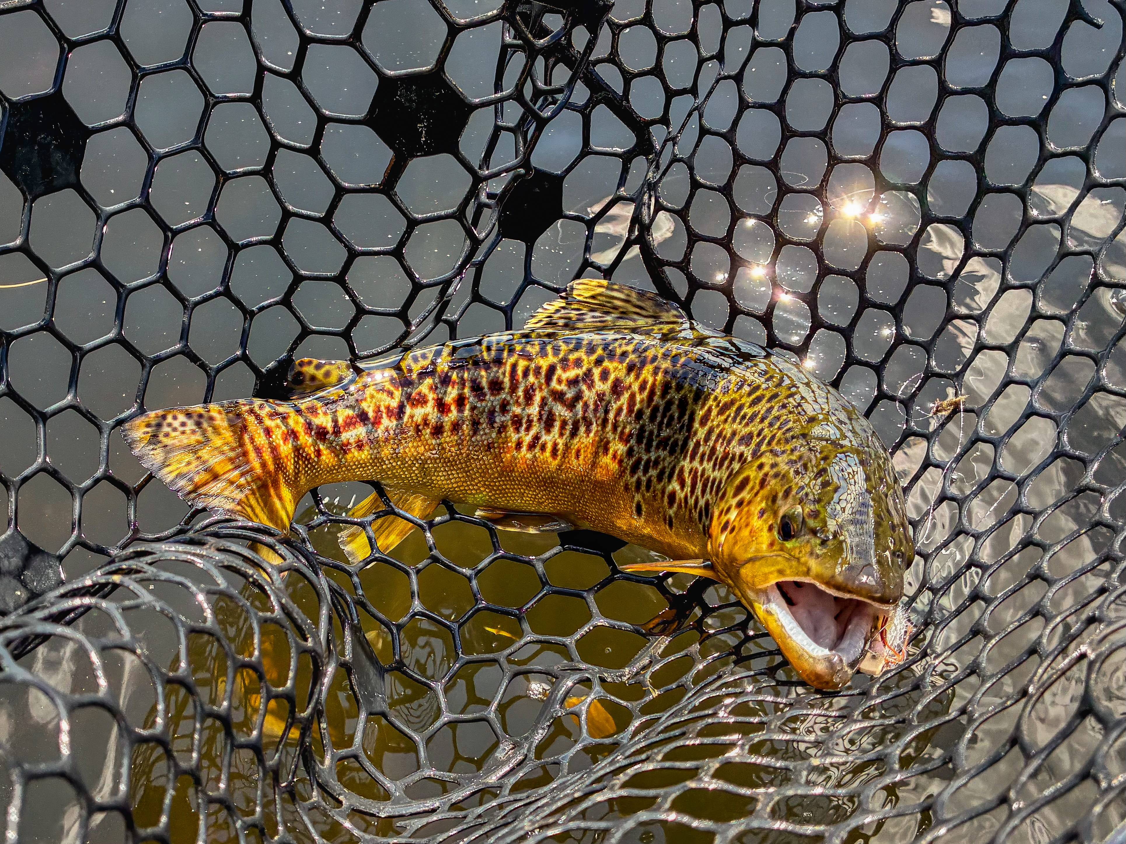 brown trout fly fishing rods Scott Rod Murray's Mountain Outfit Angling for small trout in small streams requires delicate and technical movements Scott GT Series Fly Rod