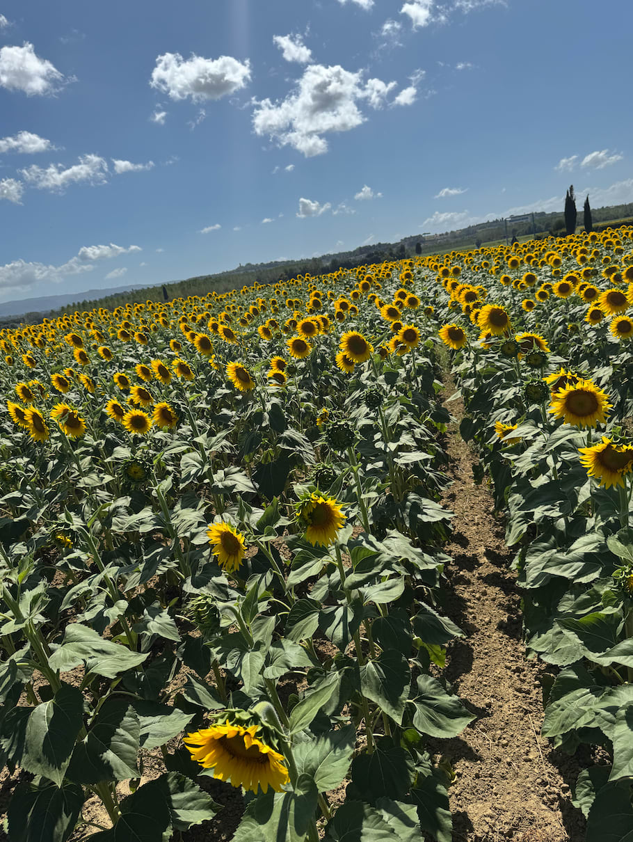 Sunflower fields