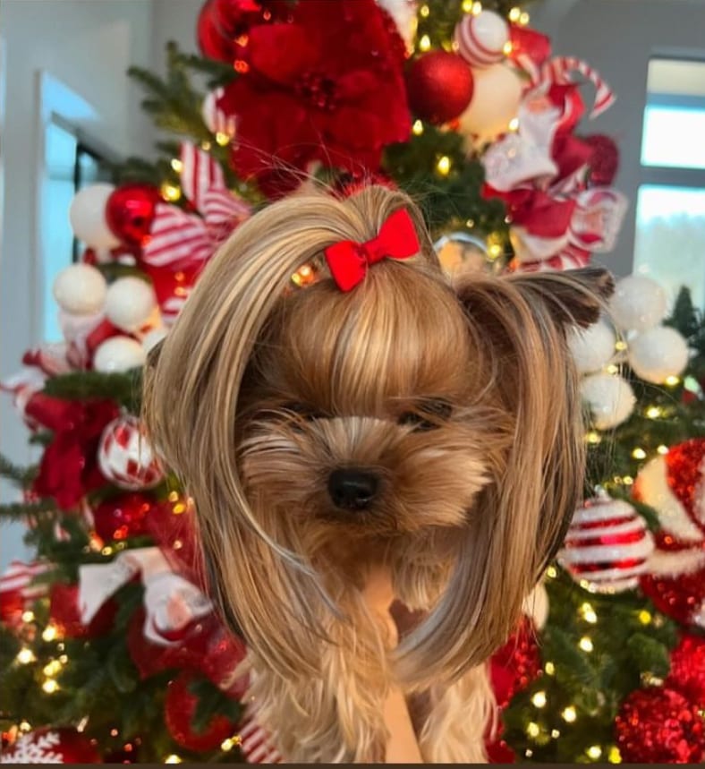 Hailee Steinfeld’s dog