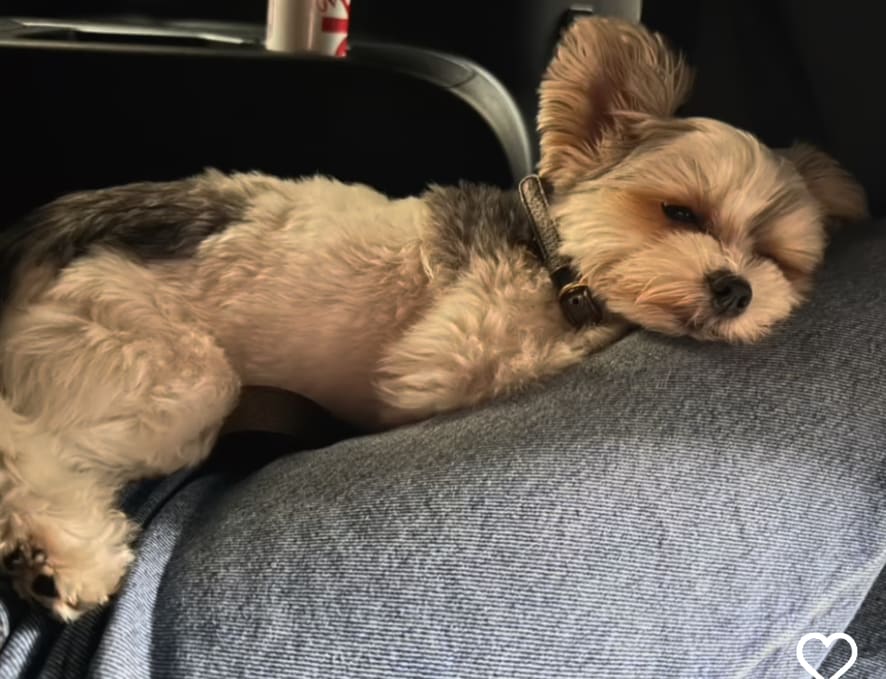 Bryant family dog