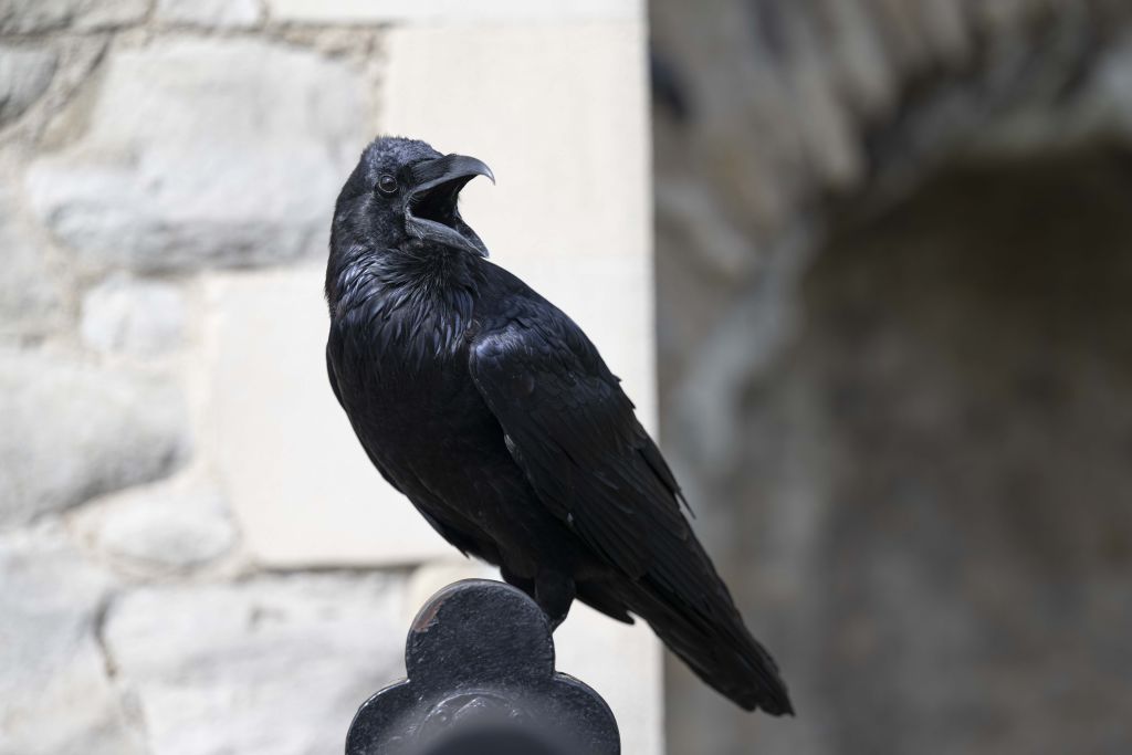 Superstitious tradition motivates King Charles to frequent the Tower of London