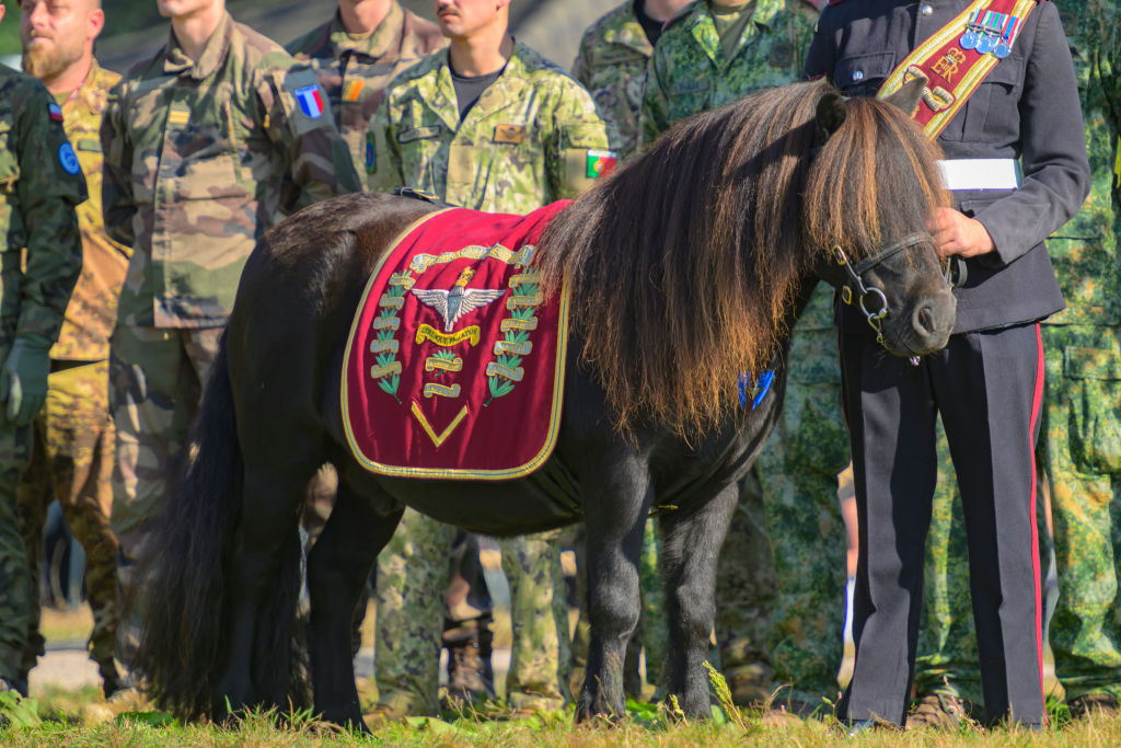 Horse who led Queen Elizabeth's coffin given high honor for animals