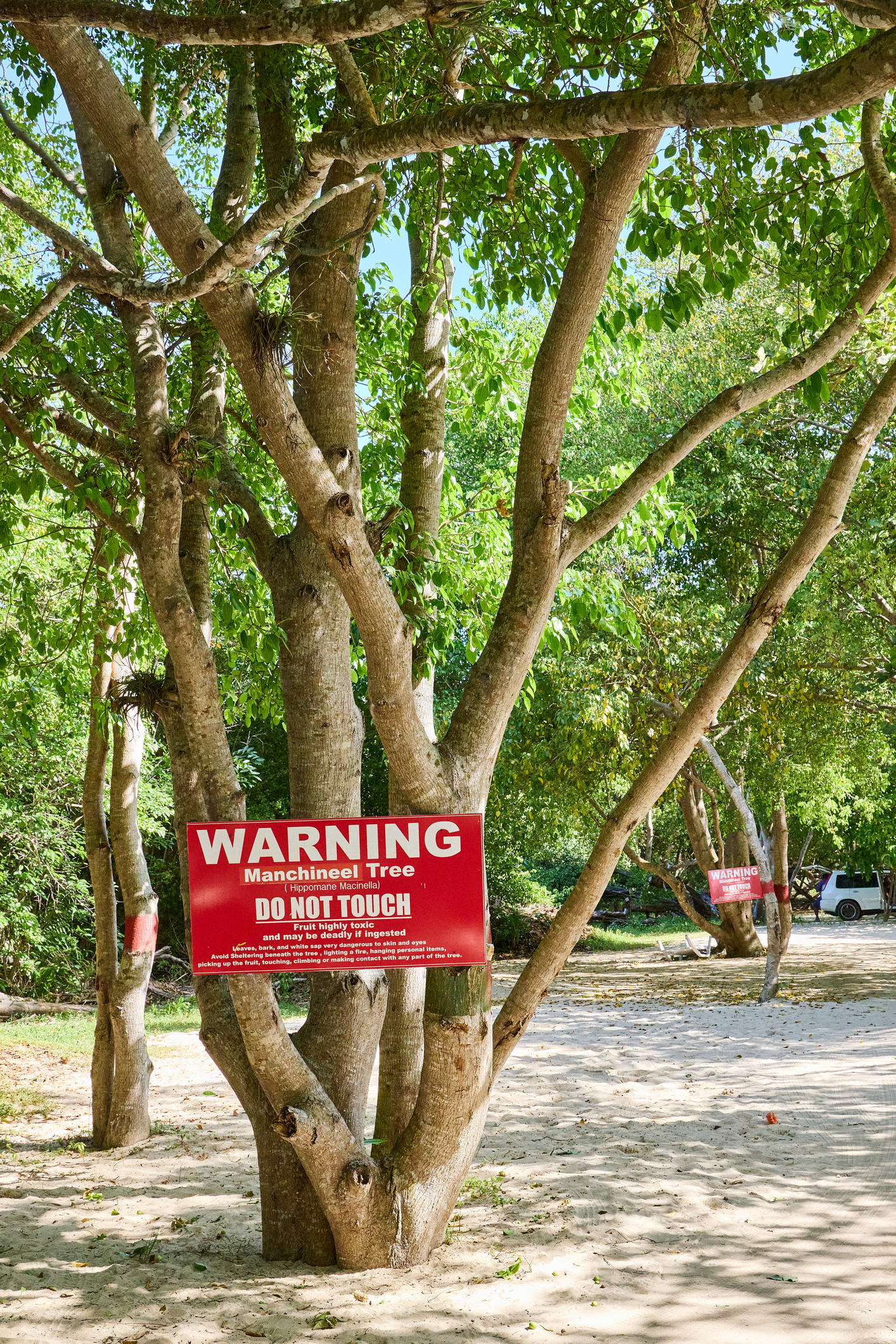 Just Touching the World's Most Dangerous Tree Could Send You to the Hospital