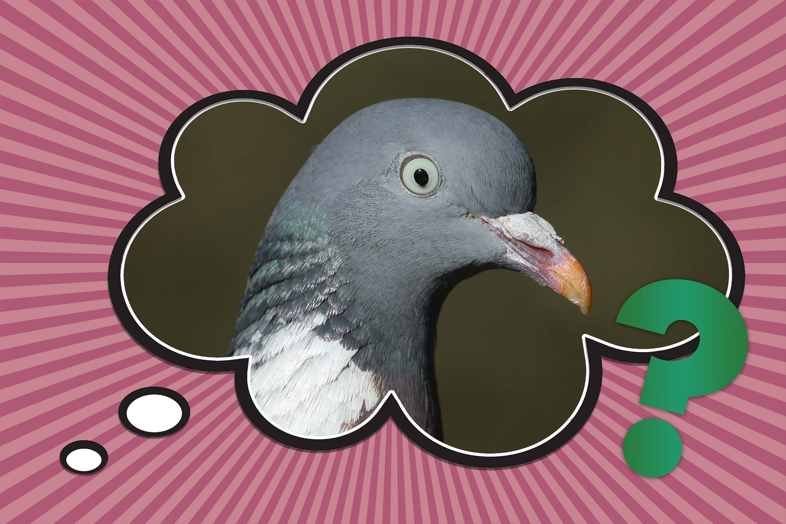 Pigeons vs. Doves What