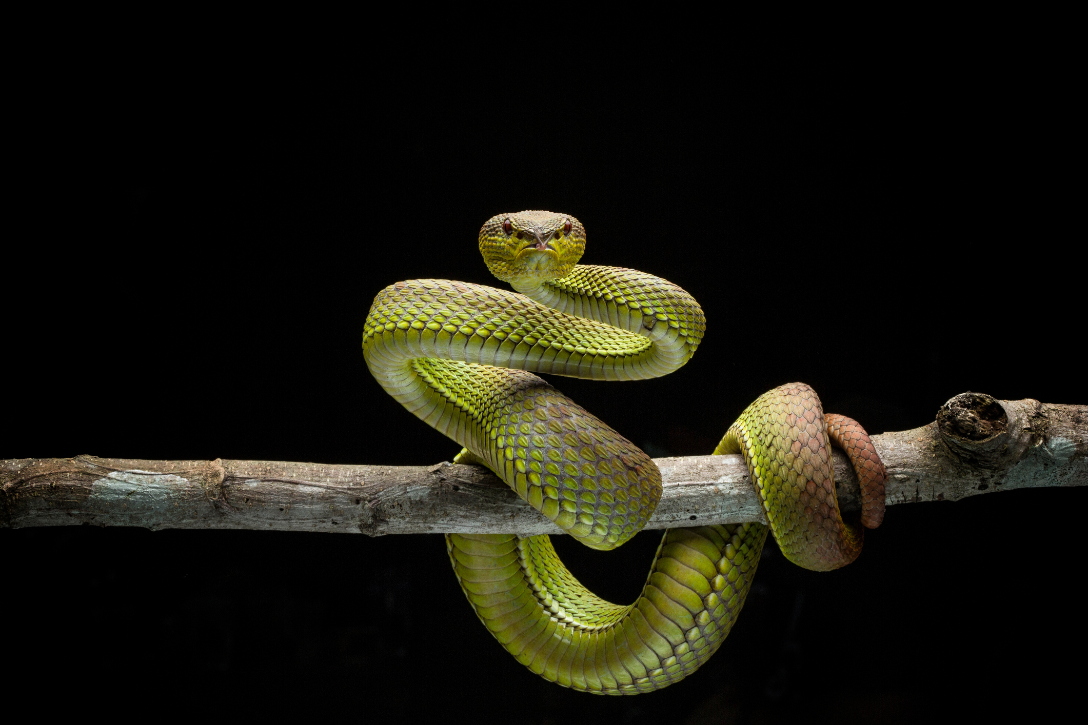 Why Are There No Snakes in Ireland?