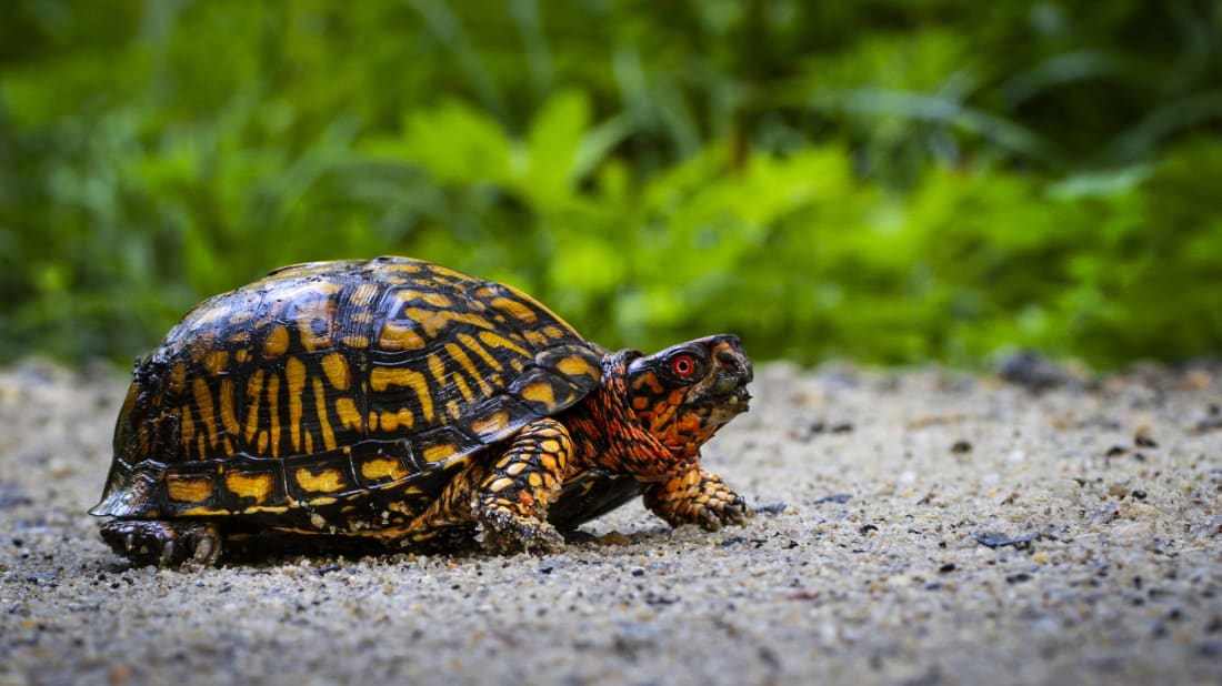 An Underpass for Turtles in Wisconsin Is Saving Dozens of the Little ...