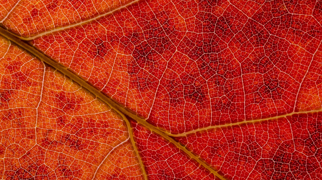 Amazing Time-Lapse Shows Leaves Dramatically Changing Color During Fall ...