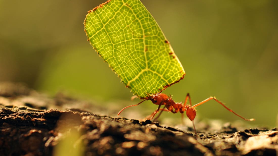 15 Industrious Facts About Ants 