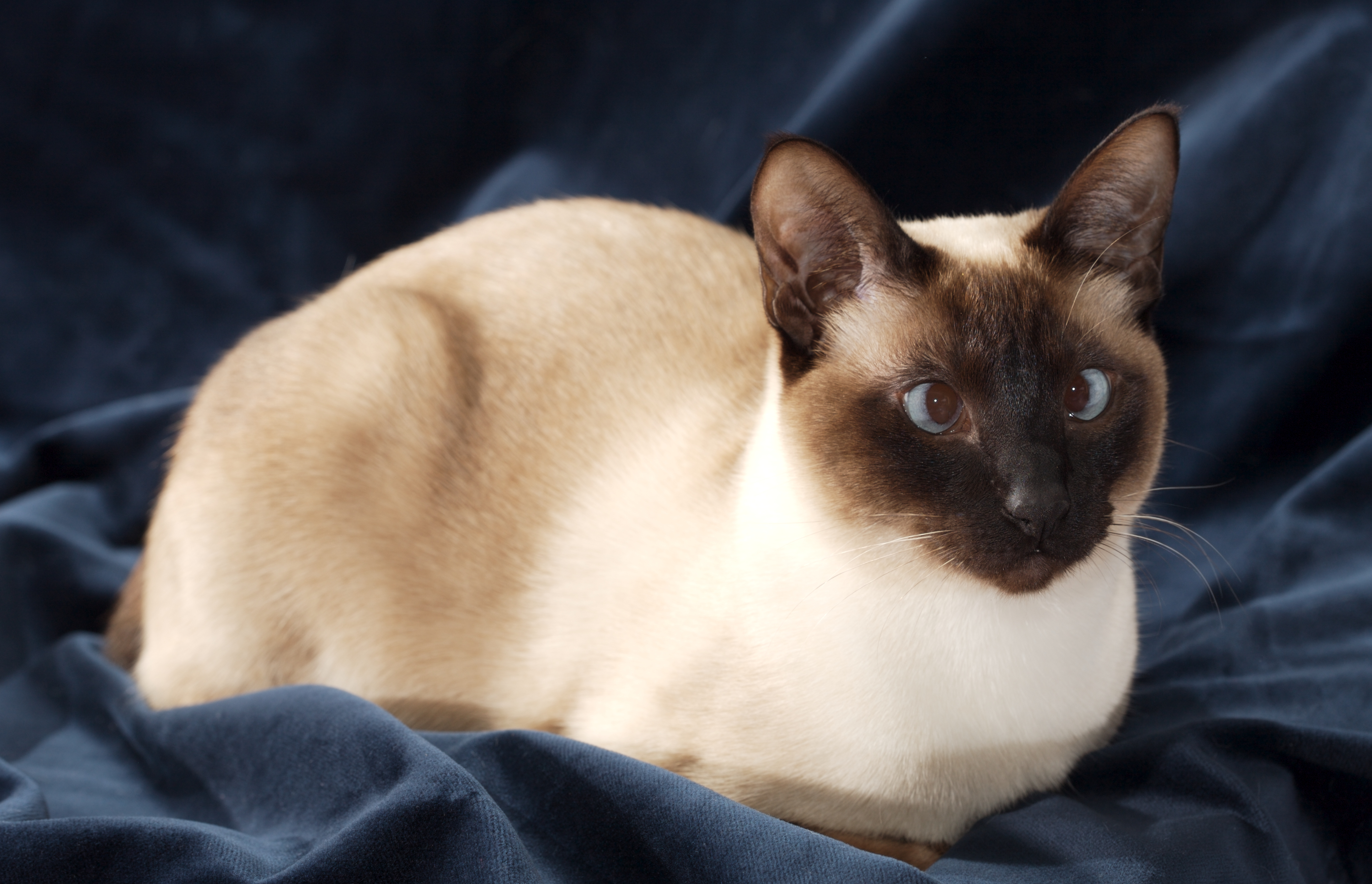 13 Facts About Siamese Cats, image size:3860x2488