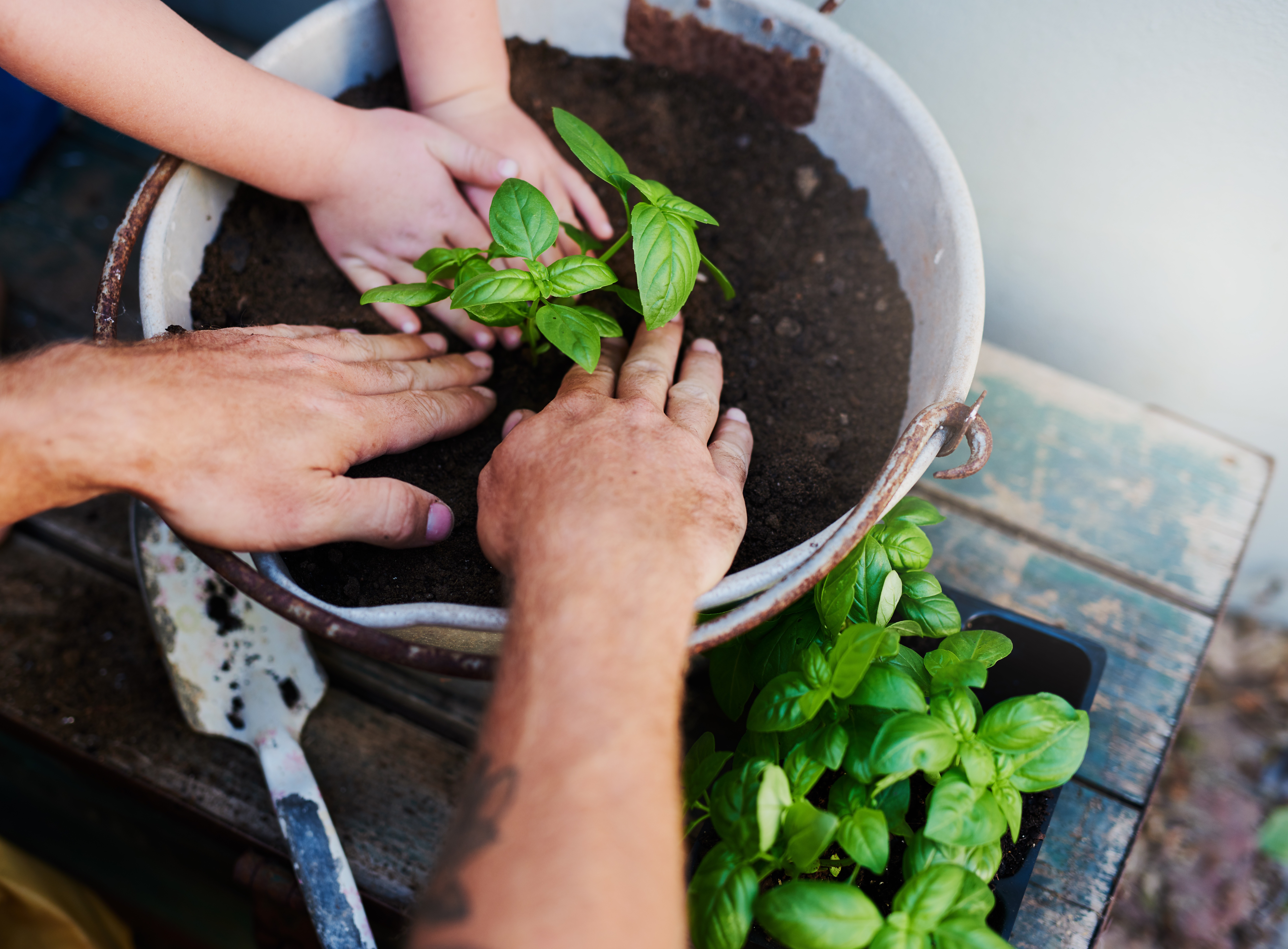10 Easy-to-Grow Plants for First-Time Gardeners