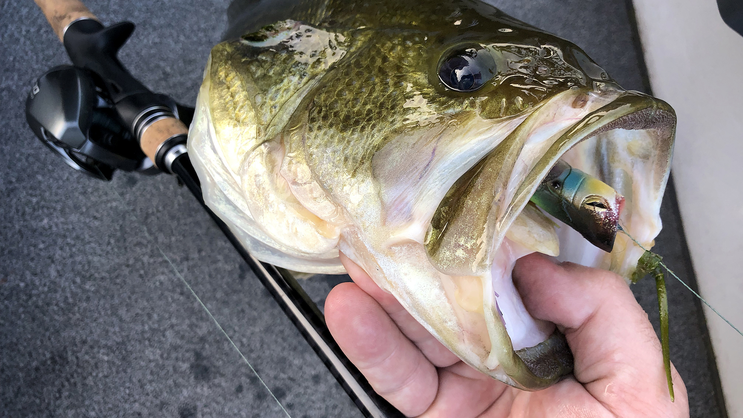 Baitcast vs. Spinning Reels: Choosing the Best Reel for Bass Fishing