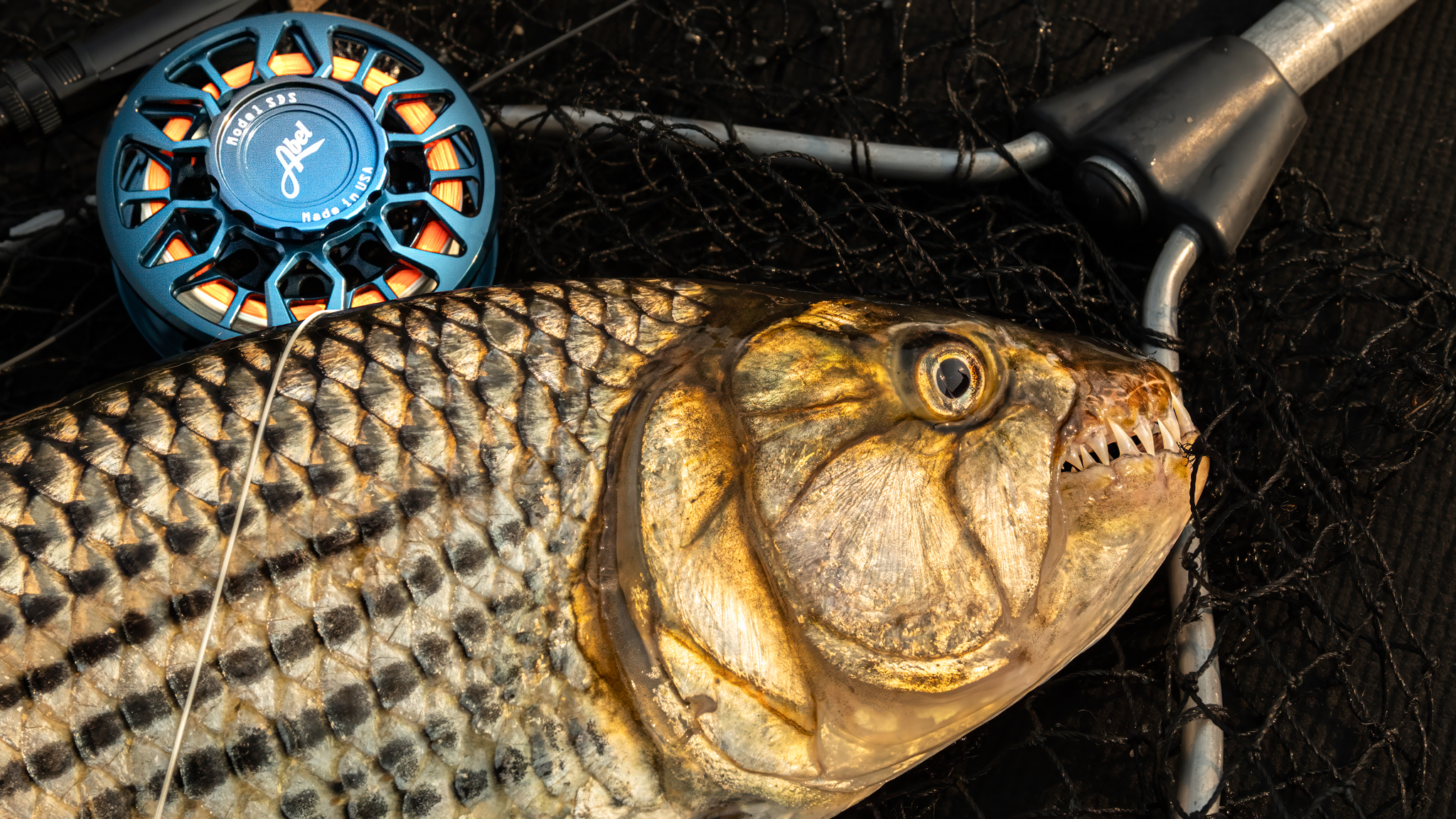 eagle claw powerlight combo with 4bb reel 56 spin Pack-IT Black Glass Telescopic 5'6 1PC, One Size, (PK56TSB) : Sports & Outdoors Fly Shop The reel features an Should Beginner Saltwater Anglers Strength - Length-Dia:750lb 50ft/16m-2.3mm