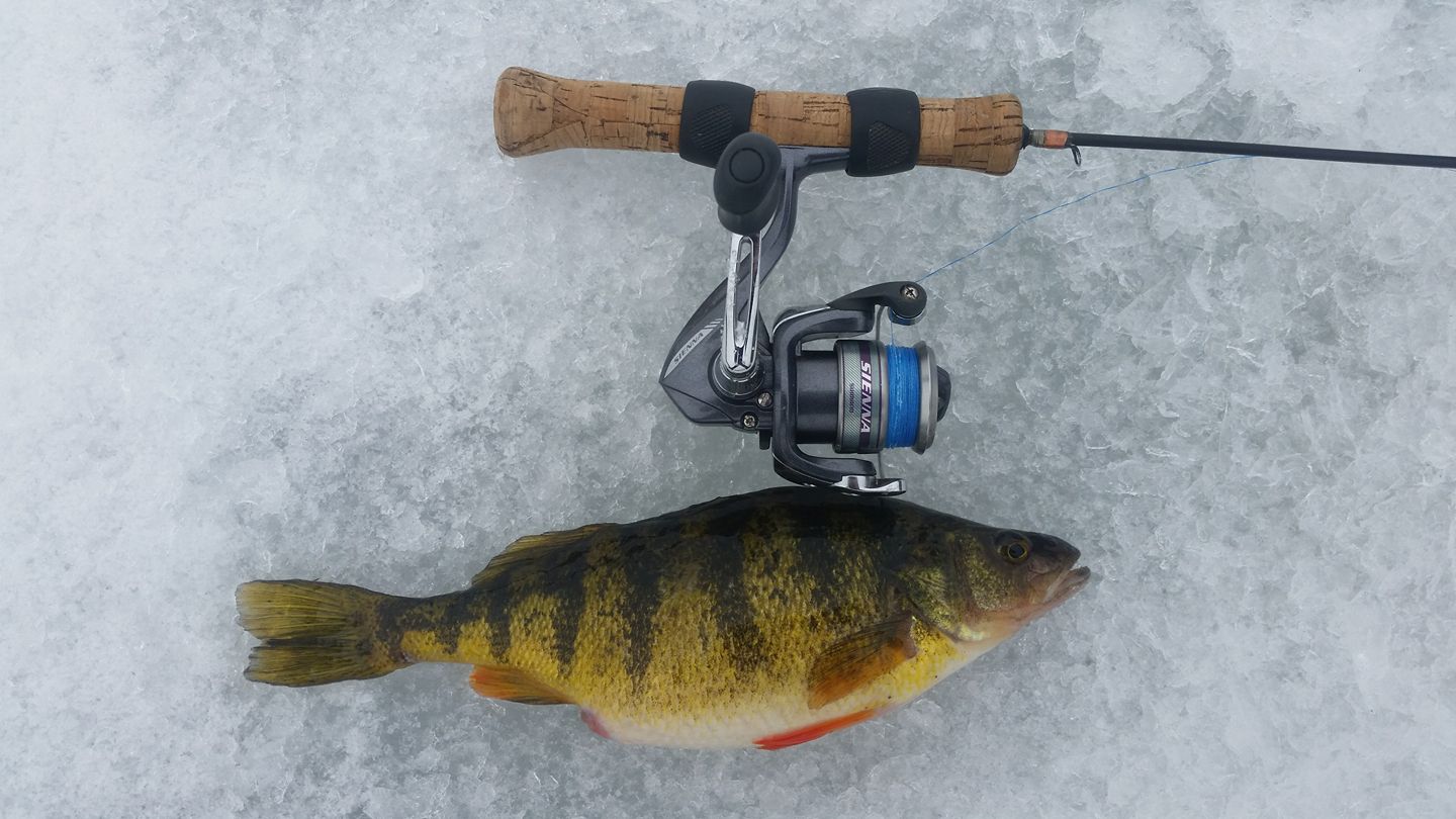 best ice fishing reel for perch Amazon Sellers: Best Reels The Best Perch Fishing of