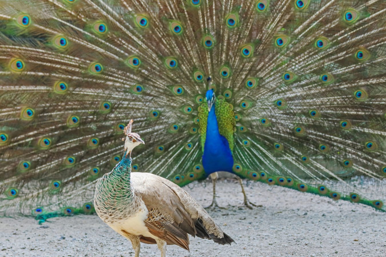 10 Brilliant Facts About Peacocks