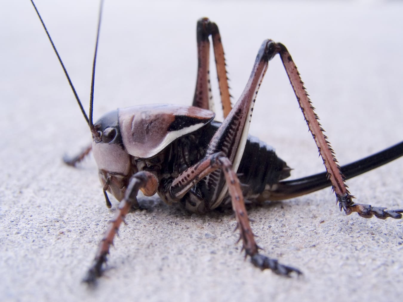 'Greasy, Gross' Cannibal Mormon Crickets Invade Nevada, Horrify Residents