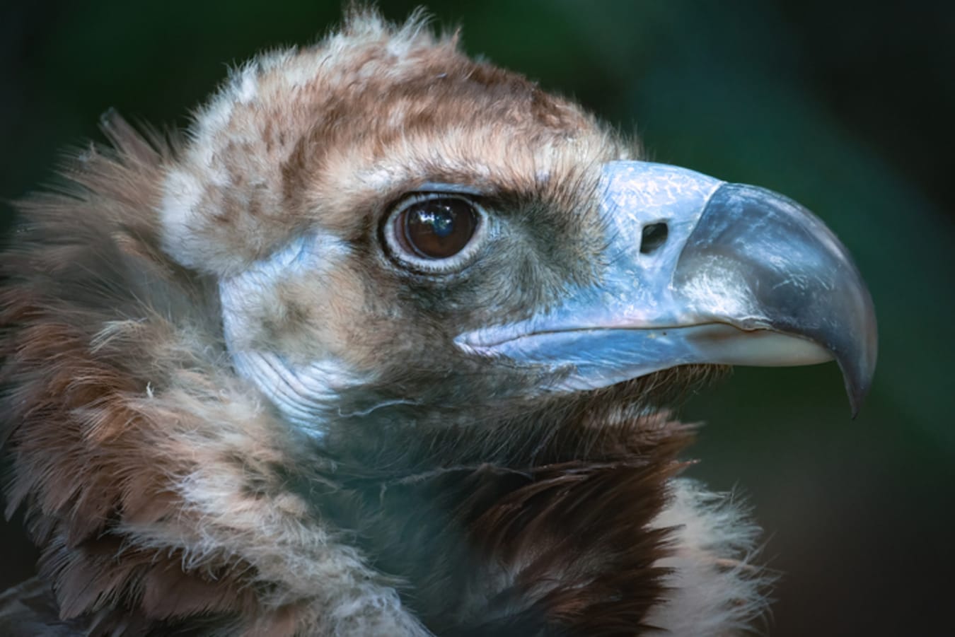 10 Terrifyingly Huge Birds You Should Know