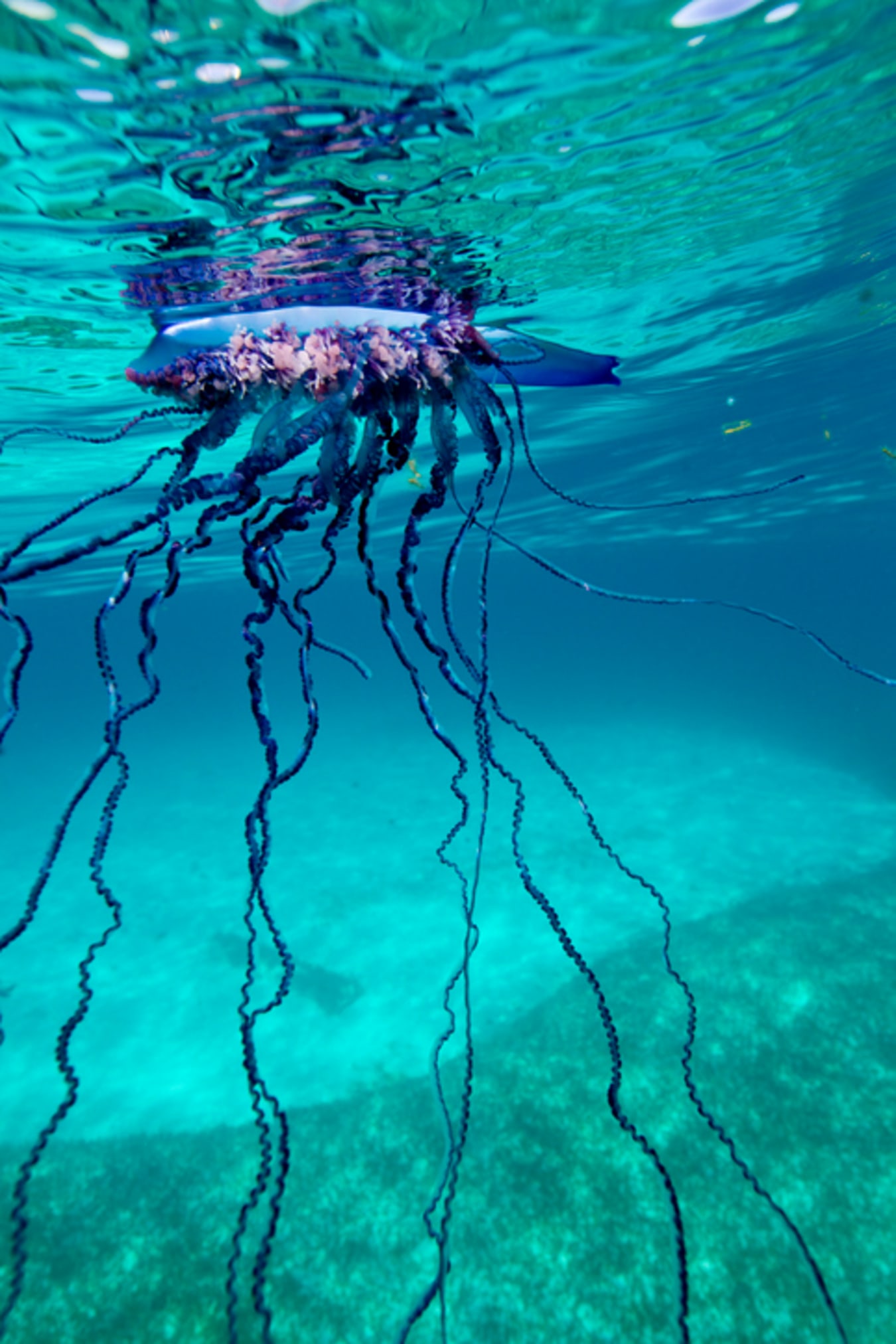 10 Facts About the Portuguese Man O' War